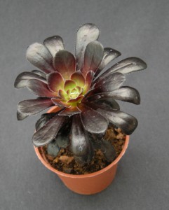 Aeonium arboreum 'Schwarzkopf'-2
